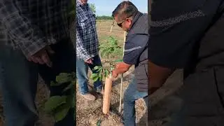 Walnut: Suckering/Pruning After Spring Graft