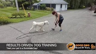 Thor 15 Day GOOD DOG Board N' Train program at Sunnidale Boarding Kennels