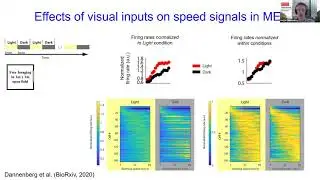 Talk: Neural dynamics underlying the coding of location and running speed in the medial entorhinal &hellip;