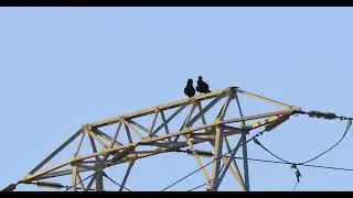 Raven territorial behavior