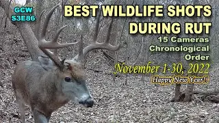 Best Trail Cam Captures during Rut Season November 2022 S3E86 #nature #wildlife #trailcam