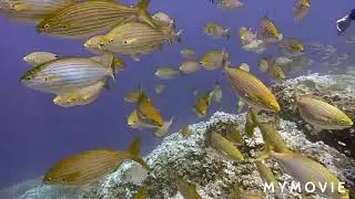 Ocean Safari