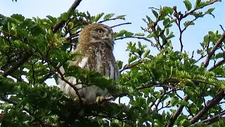 Austral Pygmy Owl - near endemic