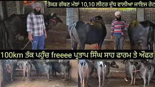 ਤੋਕੜ ਗੱਬਣ ਮੱਝਾਂ 10-10 ਲੀਟਰ ਦੁੱਧ ਵਾਲੀਆ ਜਾਇਜ ਰੇਟ ਵਿਚ low price buffalo for sale #best #quality #top 