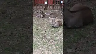 How do Deer Survive in Winter?