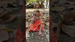 Mommy Care Newborn BAby Monkey So Much