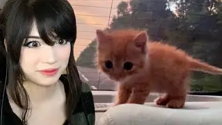 Emiru Reacts to Funny Car videos...