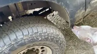 New shoes, tranny, clutch flatoberfest here we come