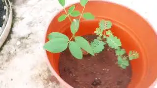 How to grow Sangu poo plant|Butterfly pea plant| Growing sangu poo|Terrance Gardening |Flowers|Tamil