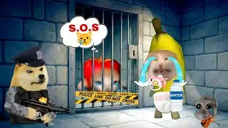 Подборка видео, где кот-банан плачет, недовольный (480) #babybananacat #happycat #catmemes #banan...