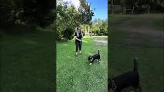 Harley, 6 month old mini Aussie | Mississippi Trainer Alexis Paige