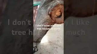 Tree house exploration