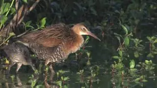 King Rails