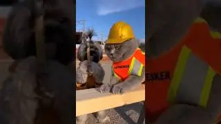 This Construction Animals Should NOT Be Allowed on the Job Site 😂
