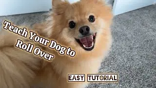 How to Teach Your Dog to Roll Over in Minutes! Easy Fast Tutorial