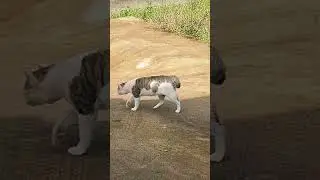cat fight sound