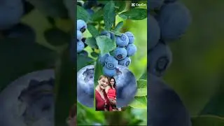 Blueberry fruits we love you#short#frutas#berries#trending#shorts