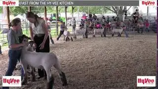 4-H Goat and Sheep Show