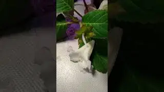 #shorts The result of successful pollination of gloxinia