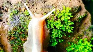 The secret life of snails crawling on rocks
