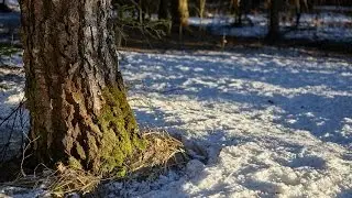 Canon 5D Mark II video HD nature March