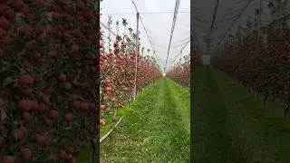 Beautiful apple farming in china. #fruit #apple #foryou