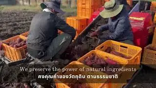 Carefully made in Japan Japanese Sweet Potato