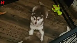 Anjing Pomsky ! Pomeranian Mix Husky bulu Tebal ! #pomsky #pomskyindonesia #pomskybreeder #dog