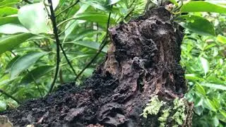 THREATS TO MANGROVE ECOSYSTEMS