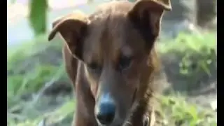 Old Man and his Dog