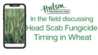 In the field discussing: Head Scab Fungicide Timing in Wheat