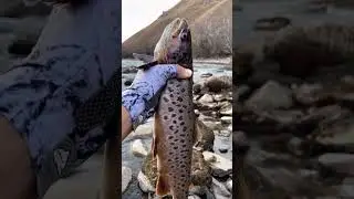 Sevan Trout Suusamyr River#bas#fishing #kyrgyztan #fish #naryn #lake #krygyzstan #nature #kyrgystan