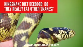 Kingsnake Diet Decoded: Do They Really Eat Other Snakes?