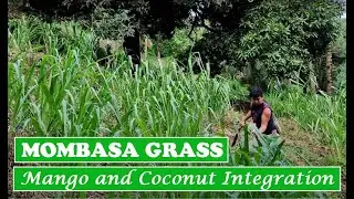 Mombasa Grass in Partially-Shaded Area after 3 months | MOMBASA GRASS PHILIPPINES