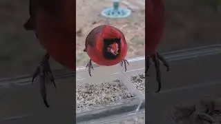Red Birds Every Morning  #nature #birds  #love