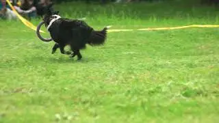 border collie dog is running with a puller toy border collie dog backside view slow