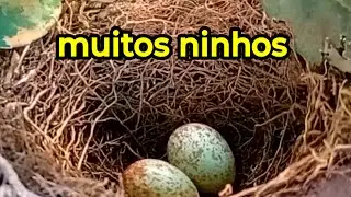 Procurando ninhos de pássaros 