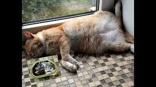 🐆