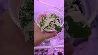 semi hydro alocasia! A short video on watering stratum / perlite. #tissueculture