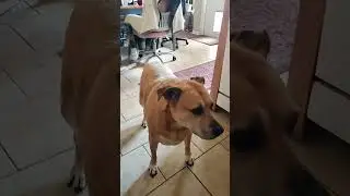 Happy Happy Joy Joy