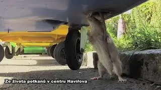 Ze života potkanů v centru Hav&iacute;řova
