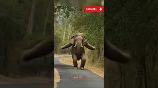 Elephant Amazing Dance funny l trending shorts #shorts #shortsfeed #dance #video #vairalvideo #yt
