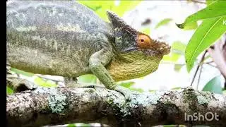 jungle HD video Leone animal YouTube video 🦜🦜 music 