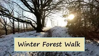Virtual Walk In The Woods - English Winter Scenery For Treadmill Walking - 30 Minute Video