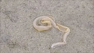 Marine Worms Port Hacking