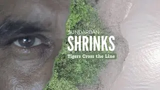 Climate Change & The Sundarbans: Tigers Losing Habitat