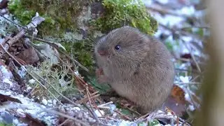 Mit&auml; mets&auml;myyr&auml; sy&ouml; talvella? &mdash; What kind of food bank vole eats in the winter time?