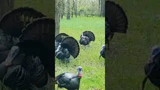 How many do you count? 🦃 #moultrieproducts #turkeyhunting #turkeyhunter