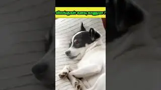 விலங்குகள் கனவு காணுமா? | Do animals dream? 😱 | Amazing fact . summ_oru_fact  #Shorts #ytshorts