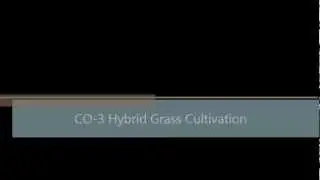 CO-3 Hybrid grass cultivation